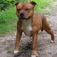Chiots staffie  origine espagnoles #1
