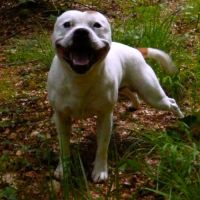 Chiots staffie  origine espagnoles #2
