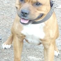 Chiots staffie  origine espagnoles #3