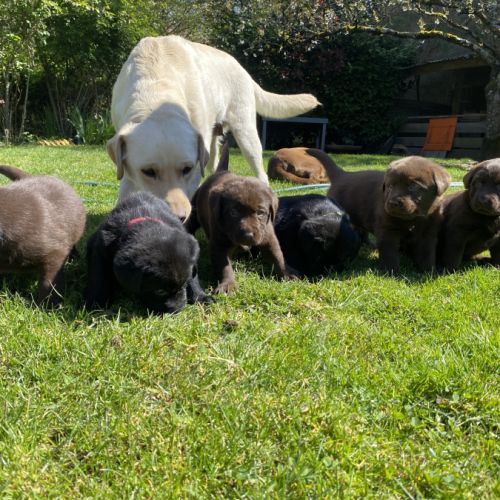 Chiots labradors à reserver