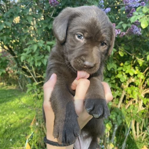 Chiots labradors à reserver #3