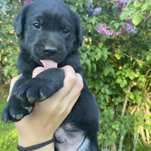 Chiots labradors à reserver #5