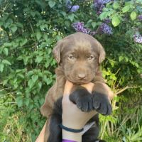 Chiots labradors à reserver #2