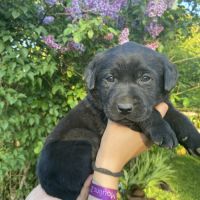 Chiots labradors à reserver #4