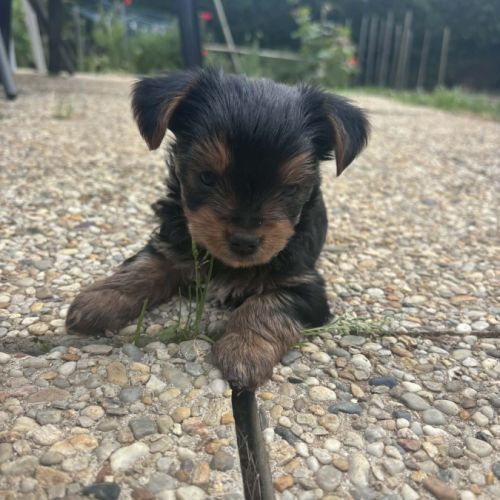 Chiots yorkshire terriers dépt 86 vienne