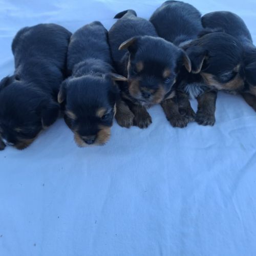 Chiots yorkshire terriers dépt 86 vienne #0