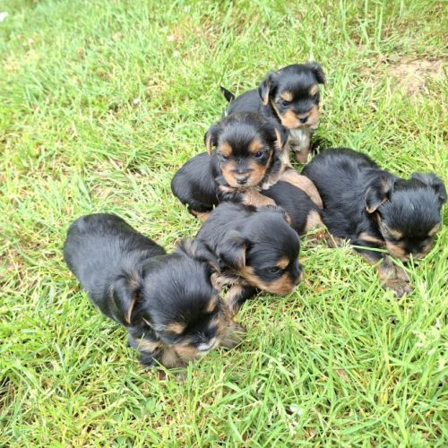 Chiots yorkshire terriers dépt 86 vienne