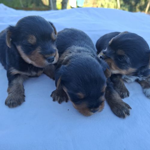Chiots yorkshire terriers dépt 86 vienne #3