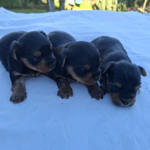 Chiots yorkshire terriers dépt 86 vienne #4