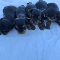 Chiots yorkshire terriers dépt 86 vienne