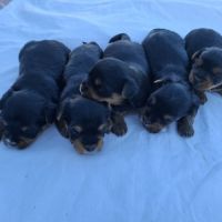 Chiots yorkshire terriers dépt 86 vienne #2