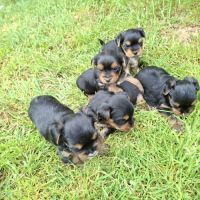 Chiots yorkshire terriers dépt 86 vienne