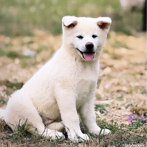 Akita inu lof haut de gamme - origines japonaises