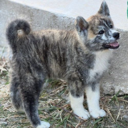 Akita inu lof haut de gamme - origines japonaises #2