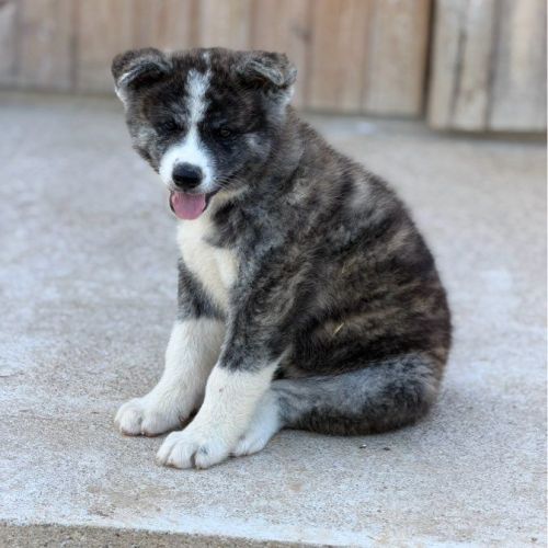 Akita inu lof haut de gamme - origines japonaises #4