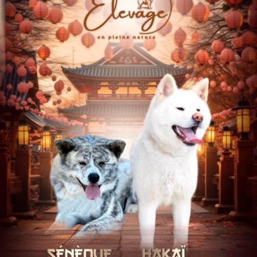 Akita inu lof haut de gamme - origines japonaises #0