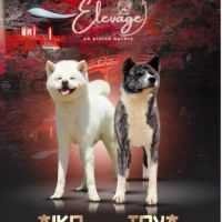 Akita inu lof haut de gamme - origines japonaises #2