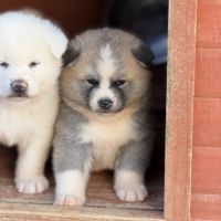 Akita inu lof haut de gamme - origines japonaises #3