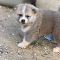 Akita inu lof haut de gamme - origines japonaises