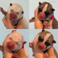 Akita inu lof haut de gamme - origines japonaises #1