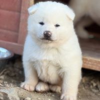 Akita inu lof haut de gamme - origines japonaises #5