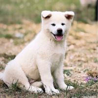 Akita inu lof haut de gamme - origines japonaises