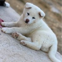 Akita inu lof haut de gamme - origines japonaises #1