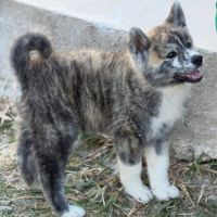 Akita inu lof haut de gamme - origines japonaises #2