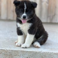 Akita inu lof haut de gamme - origines japonaises #3