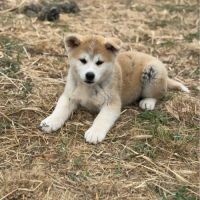 Akita inu lof haut de gamme - origines japonaises