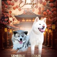 Akita inu lof haut de gamme - origines japonaises #6