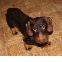 Male teckel nain pour saillie