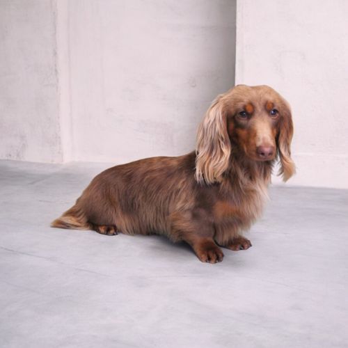 Teckel nain male pour saillie