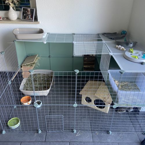 Femelle lapin nain belier