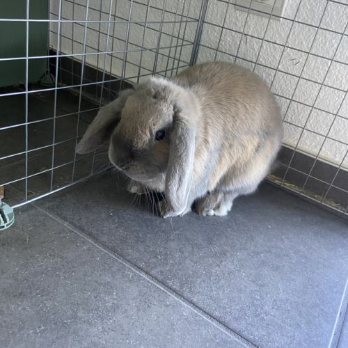 Femelle lapin nain belier #2