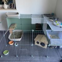 Femelle lapin nain belier