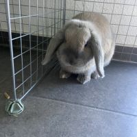 Femelle lapin nain belier #3