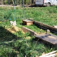 Cochon d'inde femelle 4 ans #0