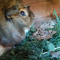 Cochon d'inde femelle 4 ans #2