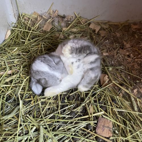 Bb minilop magnifiques