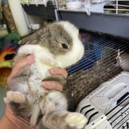 Bb minilop magnifiques #2