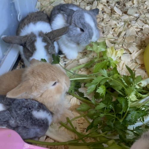 Bb minilop magnifiques #3