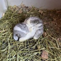 Bb minilop magnifiques #0