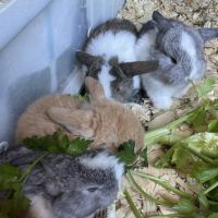 Bb minilop magnifiques #4