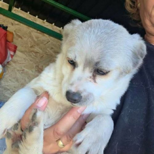 Luna petite femelle joyeuse #0