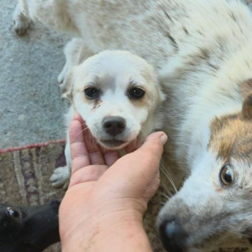 Luna petite femelle joyeuse #4