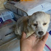 Luna petite femelle joyeuse #1