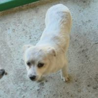 Luna petite femelle joyeuse #3