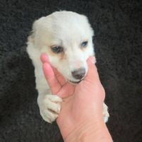 Luna petite femelle joyeuse #5