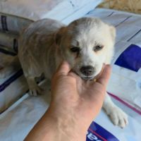 Luna petite femelle joyeuse #6